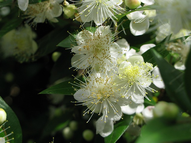 Flores De Laranjeira, Flores Bonitas