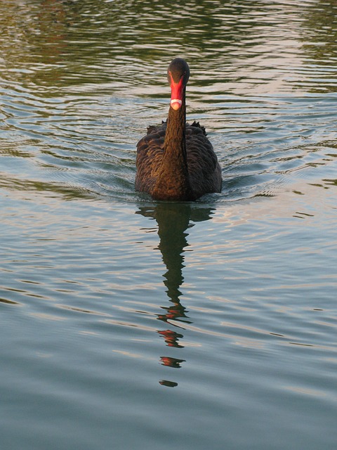 Cisne Negro, Pássaros, Pássaro Aquático