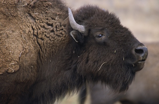 Bison, Büffel, Tier, Zoologie, Säugetier