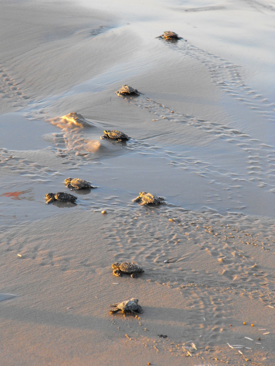 Meeresschildkröten, Schildkröten, Wasser