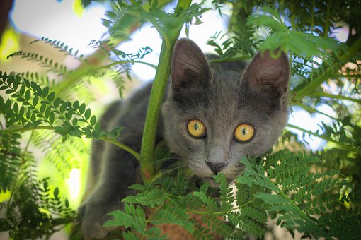 Free Cat Mascot photo and picture