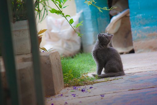 Free Little Cat Cat photo and picture