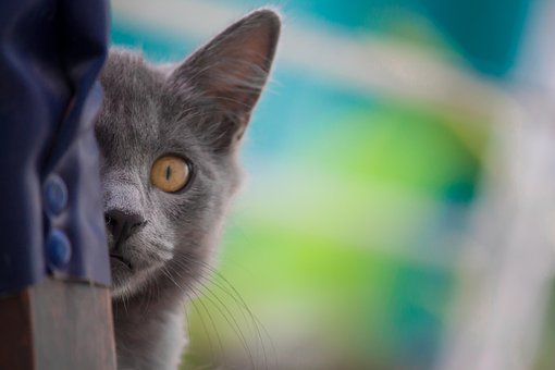 Free Little Cat Cat photo and picture