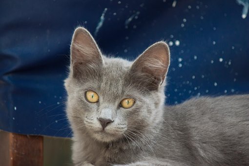 Free Cat Little Cat photo and picture