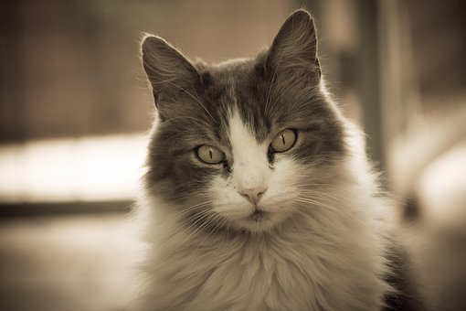 Free Cat Little Cat photo and picture