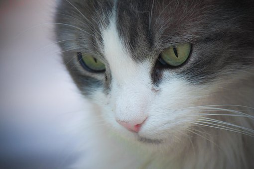 Free Cat Face photo and picture