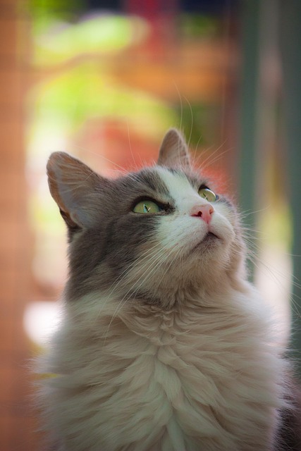 Free Cat Face photo and picture