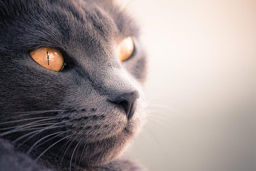 Free Cat Face photo and picture