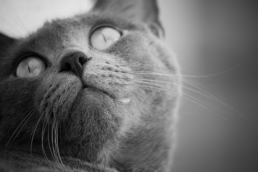 Free Cat Face photo and picture
