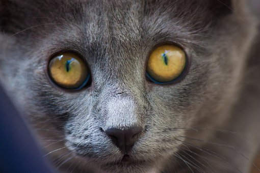 Free Cat Feline photo and picture