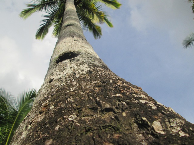 Free Palm Tree Tree Trunk photo and picture