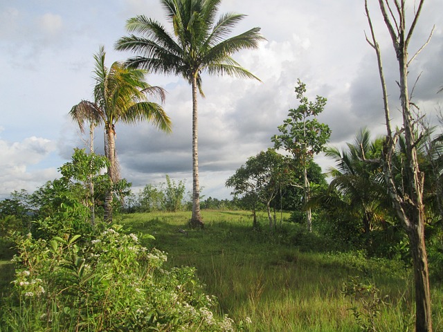 Free Palm Trees Coconut photo and picture