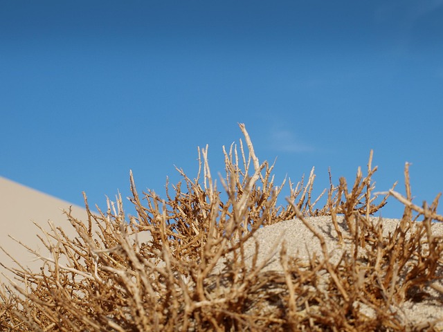 Free Desert Sand photo and picture