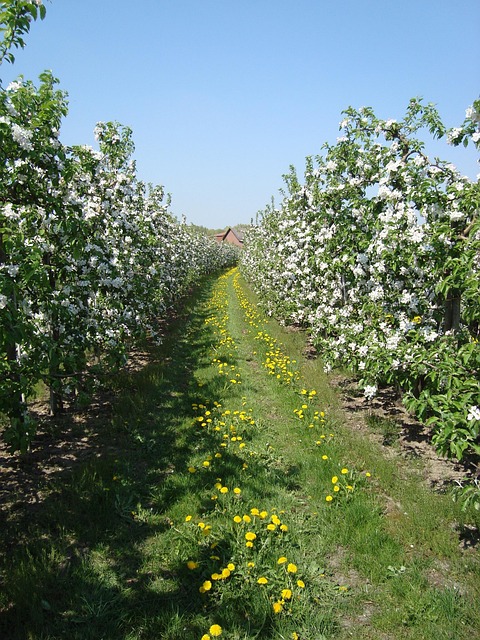 Free Apple Blossom Spring photo and picture