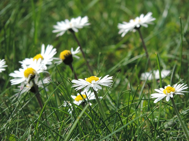 Free Daisy Meadow photo and picture