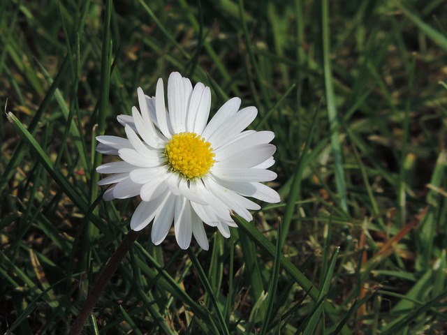 Free Daisy Green photo and picture