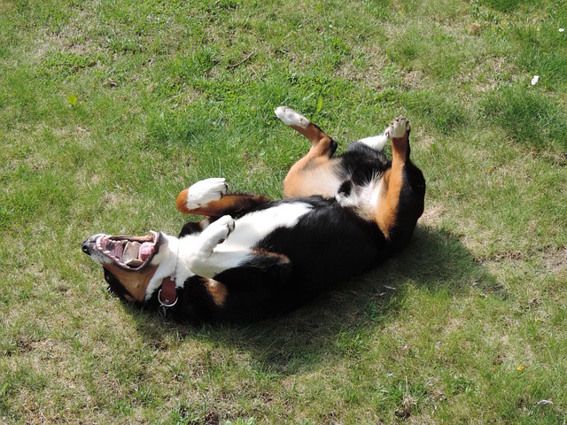 Free Appenzell Mountain Dog Animal photo and picture