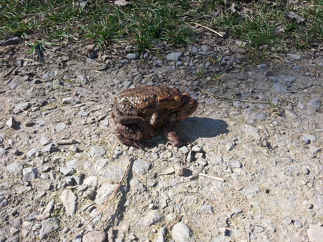 Free Toads Pairing photo and picture