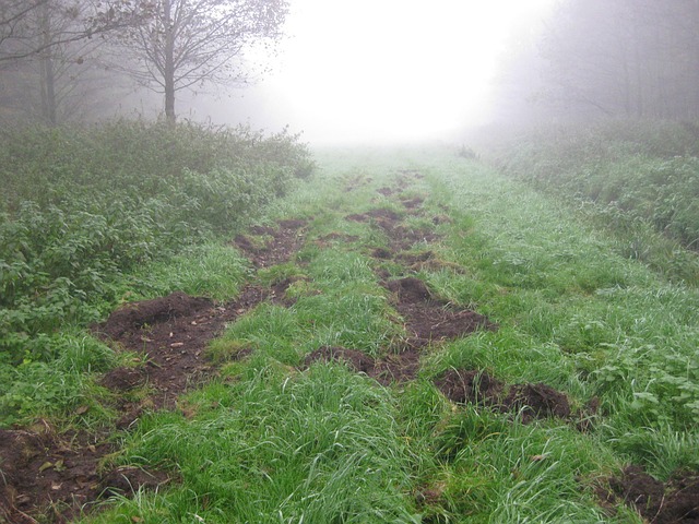 Free Fog Fall photo and picture