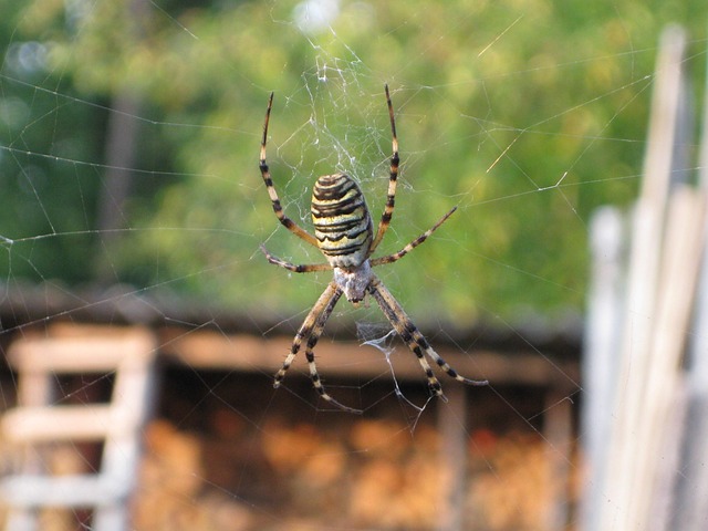 Free Spider Nature photo and picture