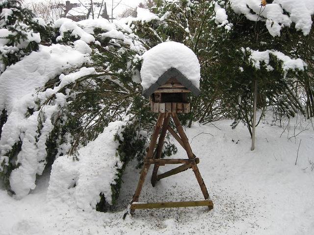 Free Bird Winter photo and picture