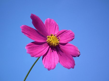 Blomst, Himmel, Lyserød, Sommerblomster