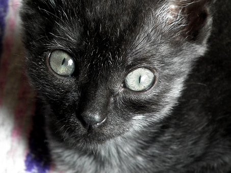 Killing, Kat, Katteøjne, Lille, Kæledyr