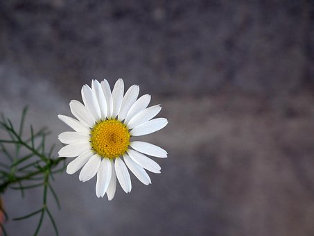 Daisy, Blomst, Hvid, Kamille, Tæt På