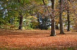 leaves, autumn, trees