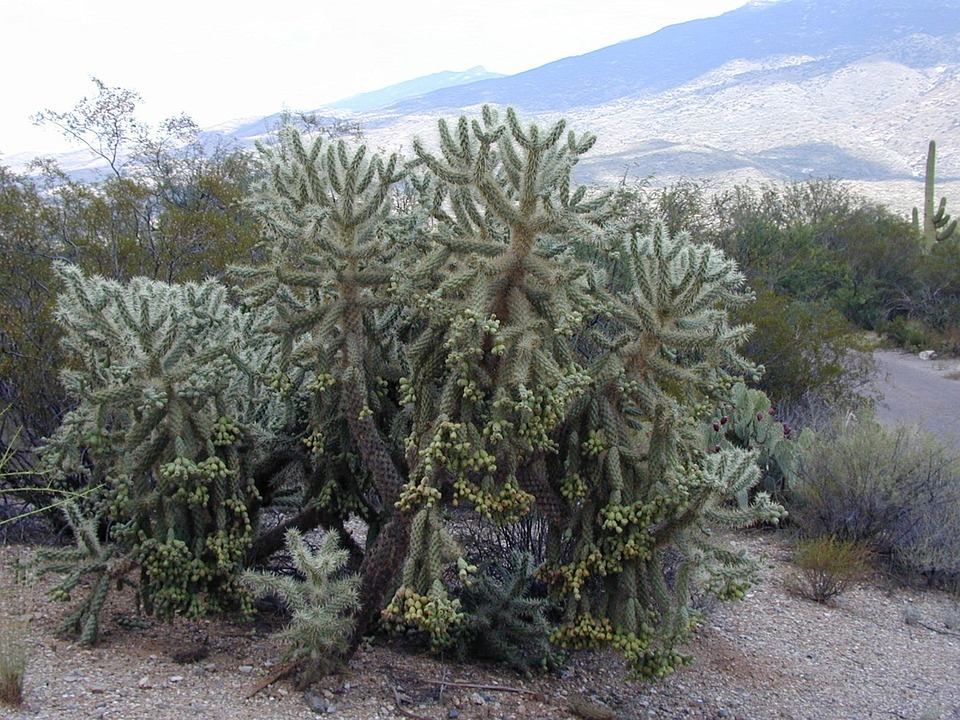 Cylindropuntia Bigelovii Cholla - Foto gratis di Pixabay