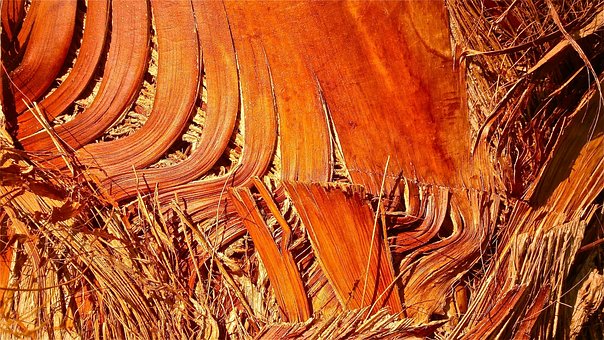 Árvore, Tronco, Textura, Córtex