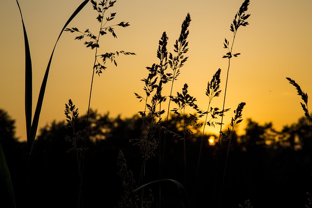 Free Dusk The Atmosphere photo and picture