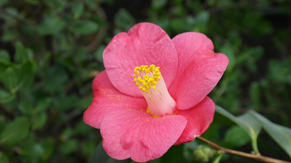 53+ Gambar Bunga Camelia Kekinian 53+ Gambar Bunga Camelia Kekinian