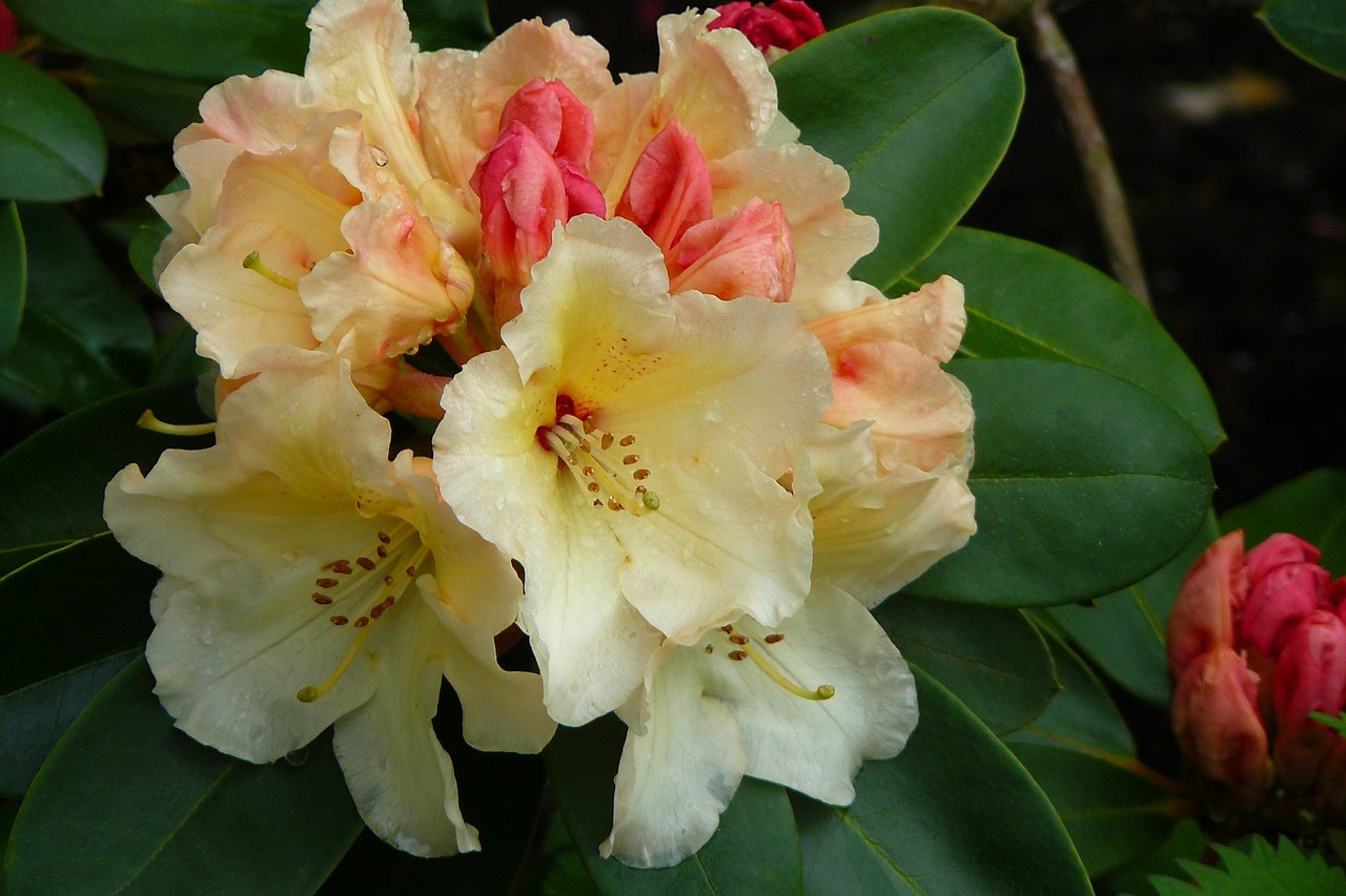 Flor Roderona Rhododenron Flores Flor - Foto gratis en Pixabay - Pixabay