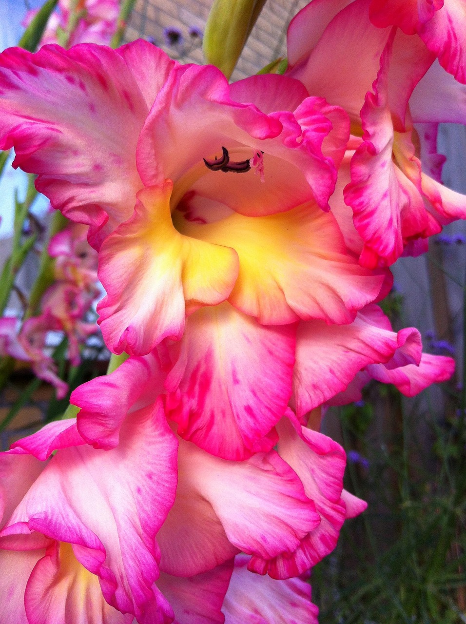 Download free HD stock image of Gladiolus Root Vegetable Free Gladiolus Root Vegetable photo and picture