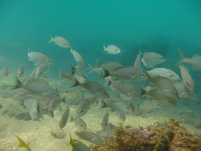 Free Fish Fishing photo and picture