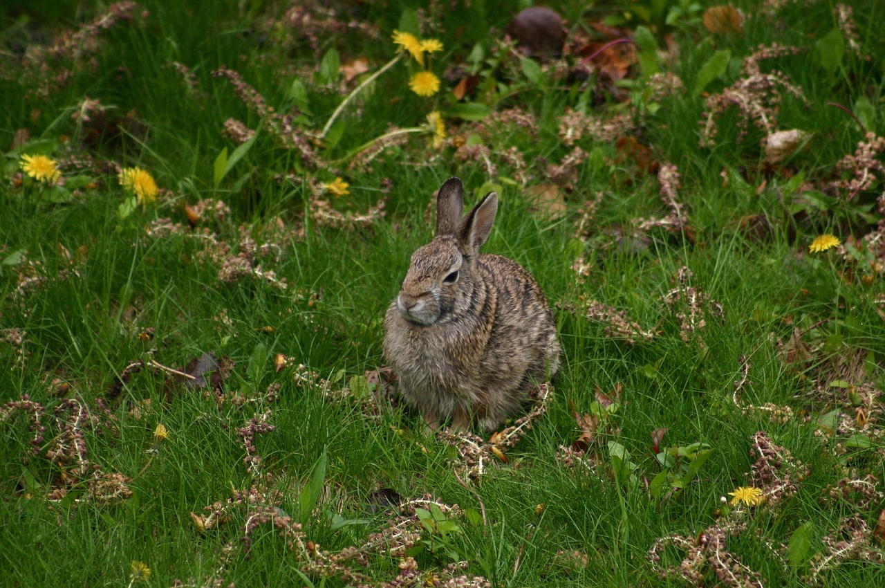 Hare Rabbit Bunny Free photo on Pixabay Pixabay