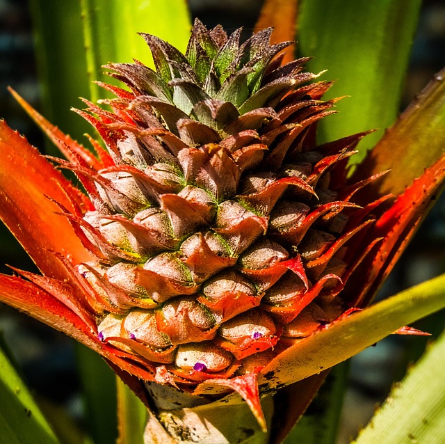 Free Young Pineapple Pineapple photo and picture