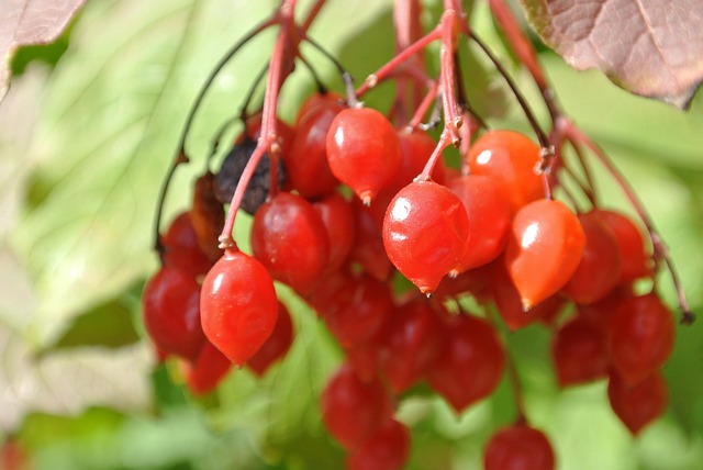 Bae Rouge Baie Rouge Sorbier Des Oiseleurs - Photo gratuite sur Pixabay - Pixabay