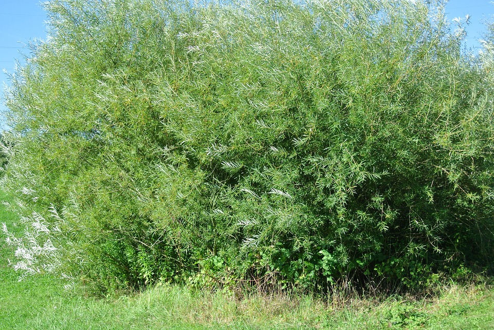 Bush Tree Free Photo On Pixabay