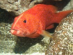 miniatus grouper, grouper, ocean
