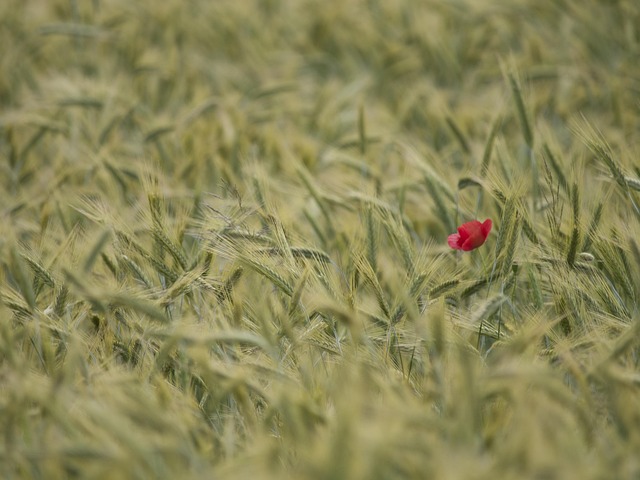 Free Wheat Ears Poppy photo and picture