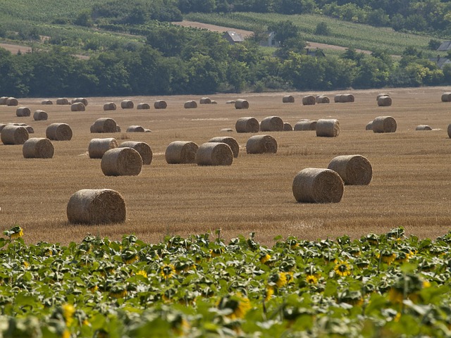 Free Straw Bale Sunflower photo and picture