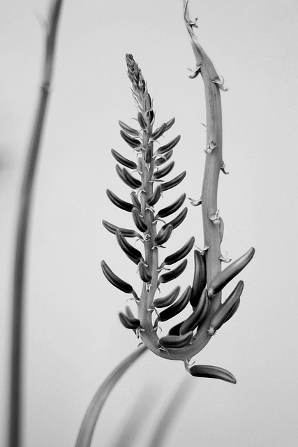 Blomst, Sort, Hvid, Blomster, Plante