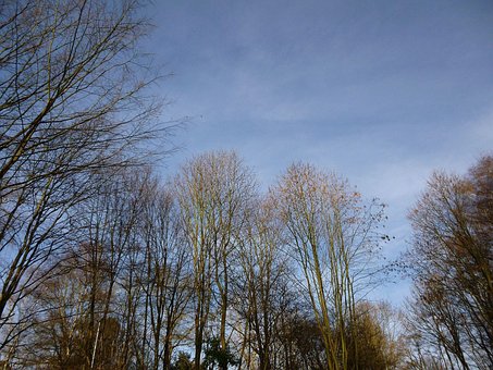 Bomen, Winter, Hemel