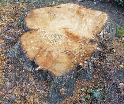 Boom, Boomstam, Jaarlijkse Ringen, Hout
