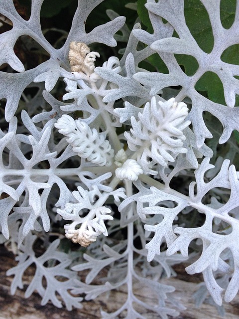 Free Branches Hike photo and picture