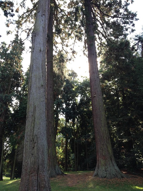 Free Redwoods Sequoia photo and picture