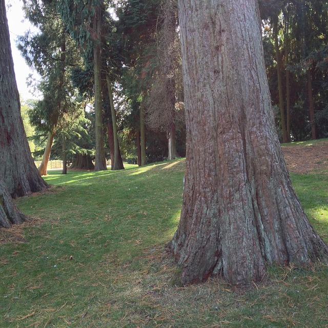 Free Redwoods Sequoia photo and picture
