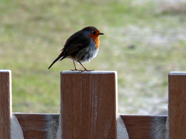 Free Robin Spring photo and picture